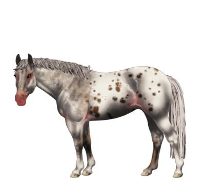 File:Appaloosa stallion.JPG - Wikipedia